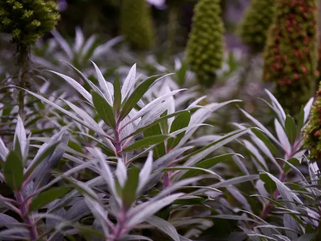 Invasive Flora with Symbiotic Behavior