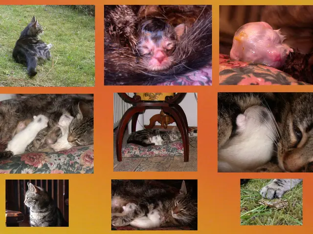 Mouse experiments are utilized by researchers to simulate various biological processes and...