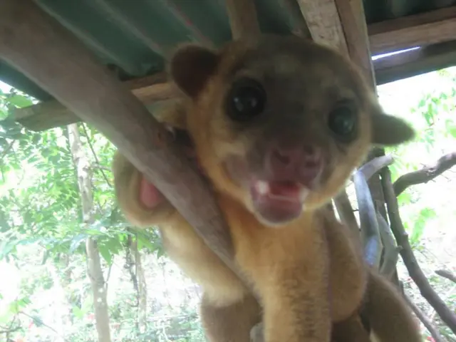 "Urgent Plea Echoes Through Salt Piles!"