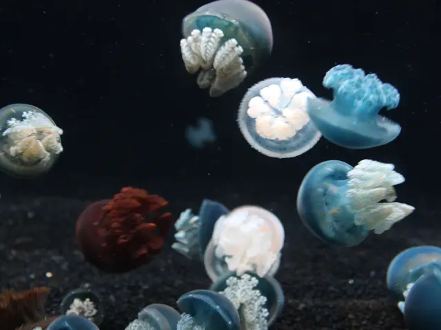 A horde of jellyfish has led to a 10% shutdown of France's nuclear power plants.