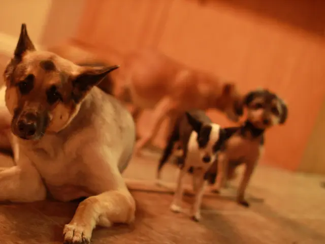 Genetic blindness in dogs could potentially be eradicated by a novel test