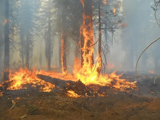 Climate emergency triggers increased forest fires, WWF issues urgent alert due to intensified...
