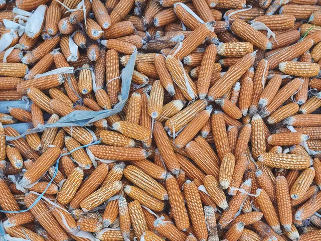 Decline in global hunger, but a surge in western Asia and Africa, according to United Nations'...