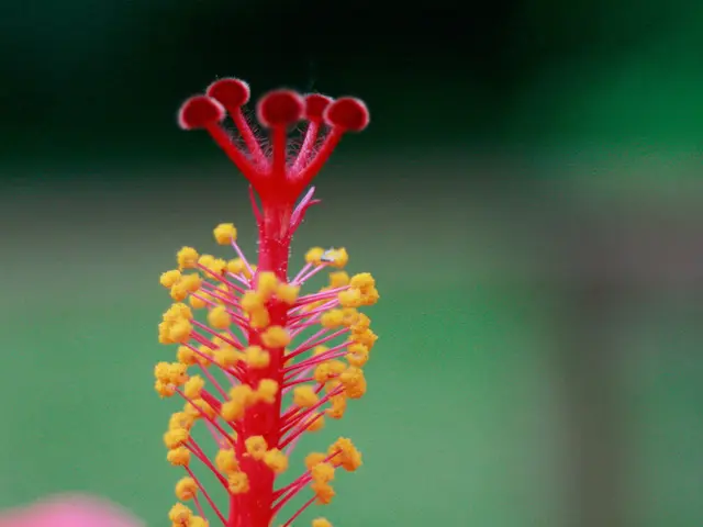 Eczema and Allergy Connections: Assessments, Examinations, and Therapies