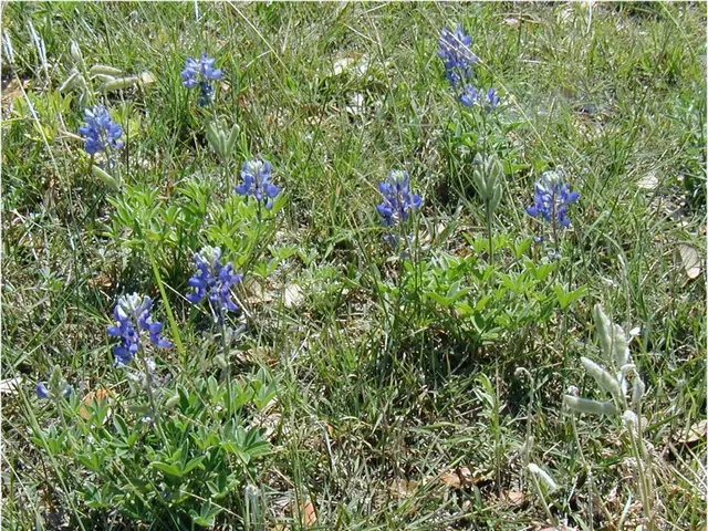 Managing Star of Bethlehem Weeds: A Guide to Controlling Star of Bethlehem Weeds in Your Lawn