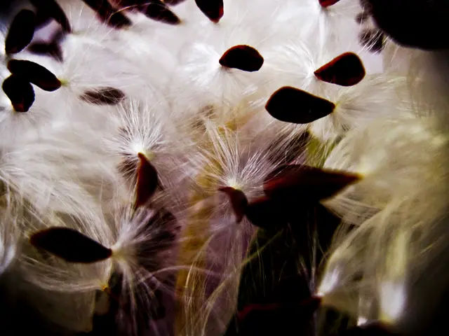 Unraveling the Gossip Surrounding Ear Seeds: Essential Information You Shouldn't Miss Out On