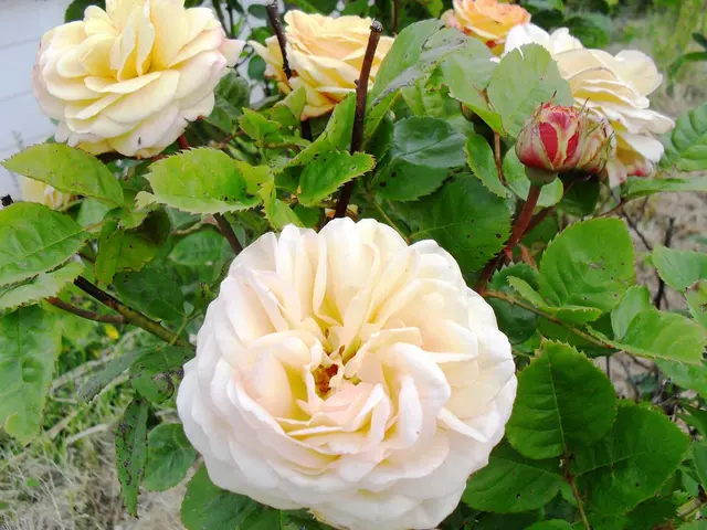 Managing Weed and Foxtail Effectively: Strategies for Eliminating Flufenacet Use