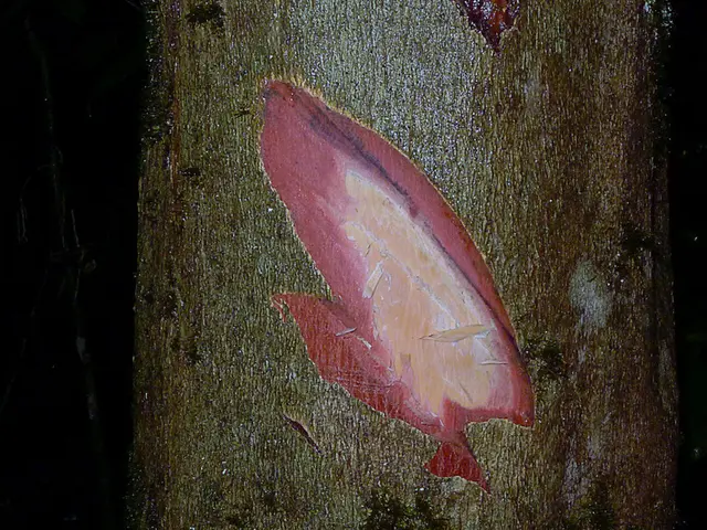 Rapid aging of human stem cells may pose challenges for astronauts, research indicates on our site