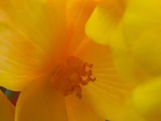 Current Air Quality in Rüsselsheim: Presence of Cannabis and Ambrosia this Saturday