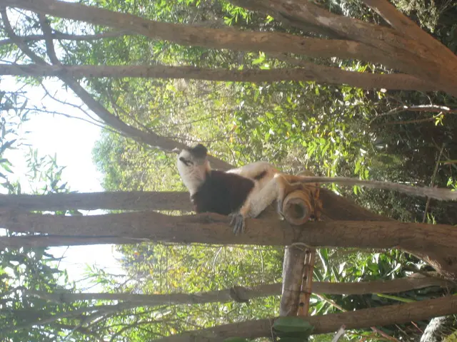 In this picture, we see an animal which looks like a monkey. It has a long tail. There are trees in...