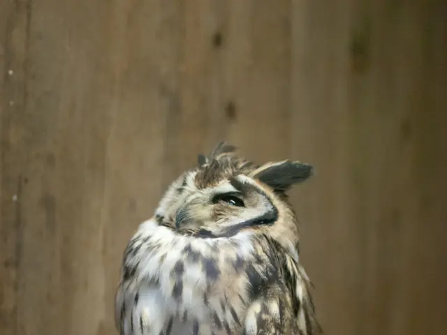 This is the picture of a owl which is on the branch.