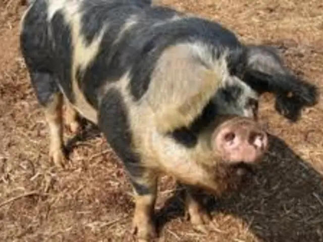 In this picture, we see an animal which looks like a pig. It is in white and black color. At the...